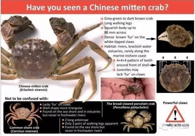 看看武装到牙齿的中国大闸蟹如何逼疯外国人4.jpg