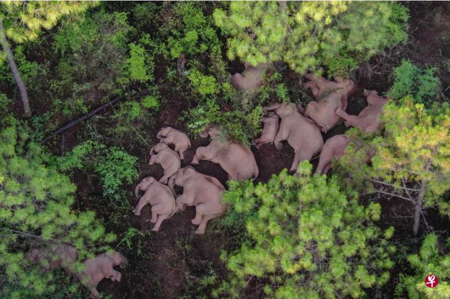 北迁亚洲象群昨天在云南省玉溪市易门县十街乡再次睡觉